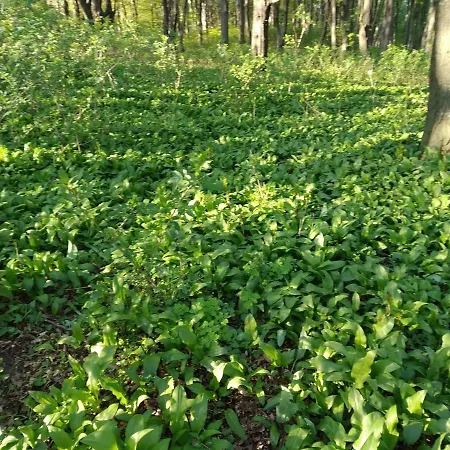 Erdei * Nagyesztergar